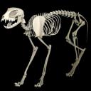 Cat Skeleton 2